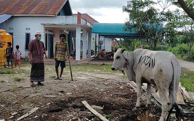 Sapi Kurban dari H Abdul Rasyid di Sampit Akan Dipotong Setelah Lebaran?
