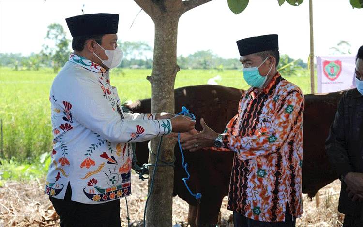 Ini Sebaran Bantuan Sapi Kurban Pemprov Kalteng