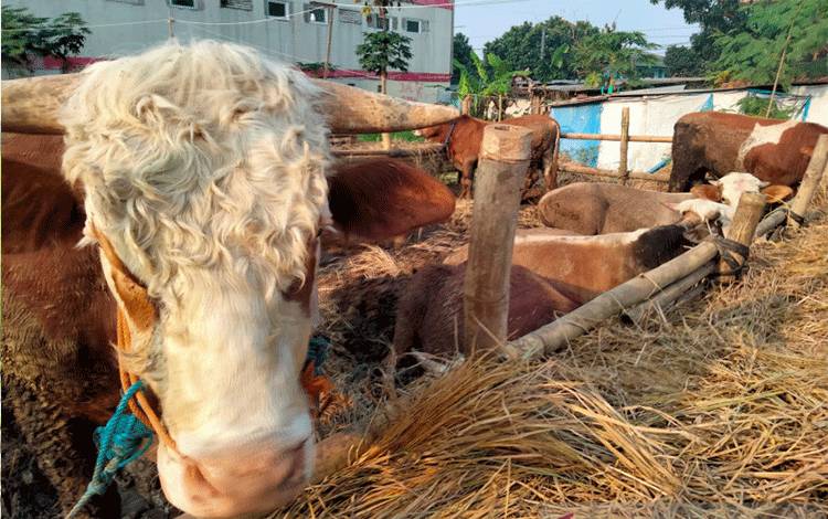 Kurban di Masa Pandemi, Saat Ketaatan Manusia Diuji