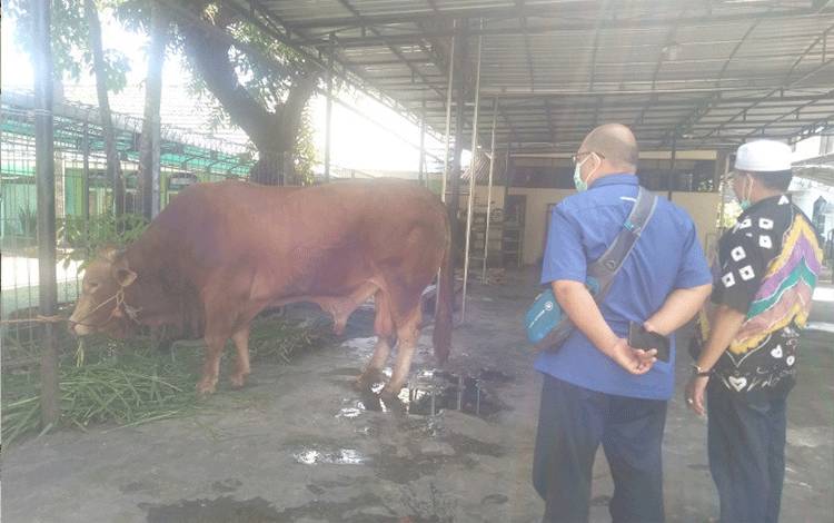 Jokowi Sumbang Sapi Limosin untuk Kurban di Banjarmasin