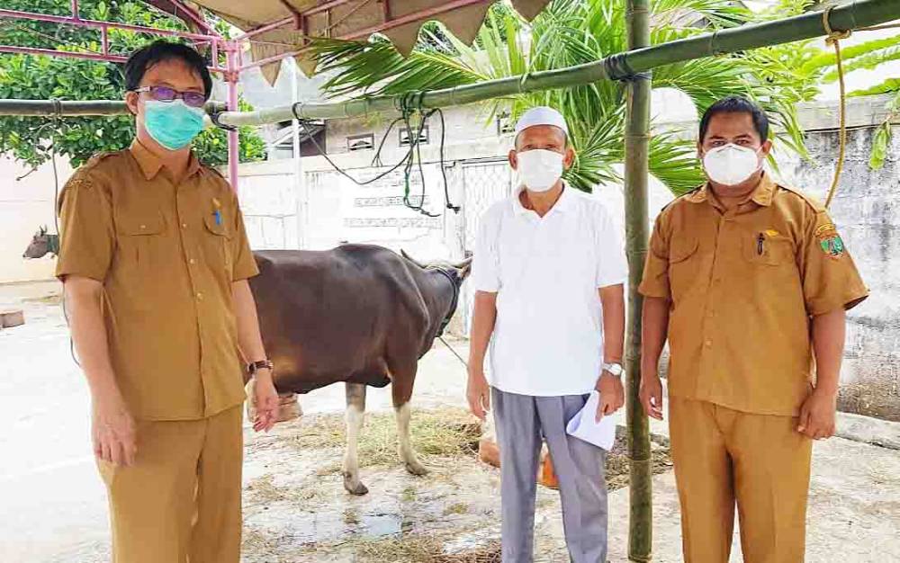 Barito Timur Terima Bantuan 3 Sapi Kurban dari Pemprov