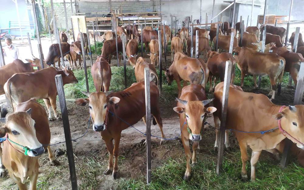 Pemkab Pulang Pisau Terbitkan Surat Edaran Pemotongan Hewan Kurban