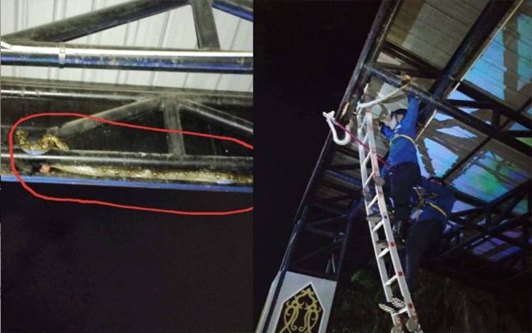 Ular Terjepit Kerangka Panggung Taman Kota Sampit