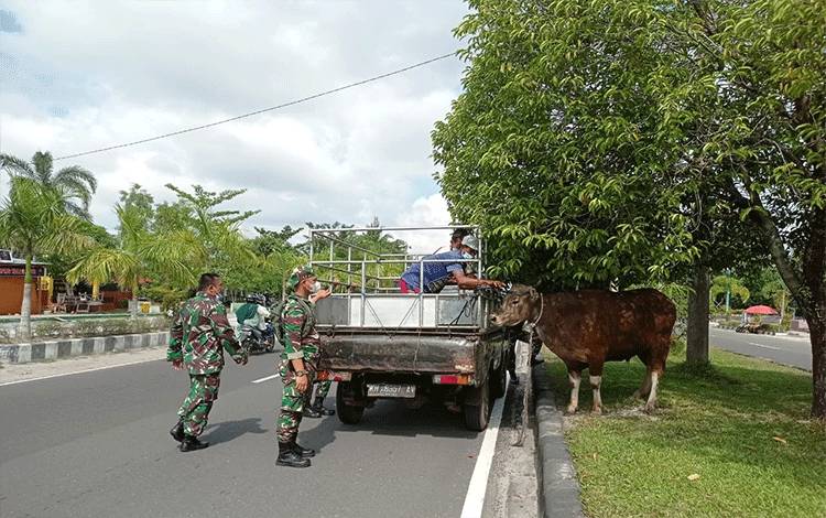 Heboh Sapi Kurban Lepas di Jalan Yos Sudarso Palangka Raya