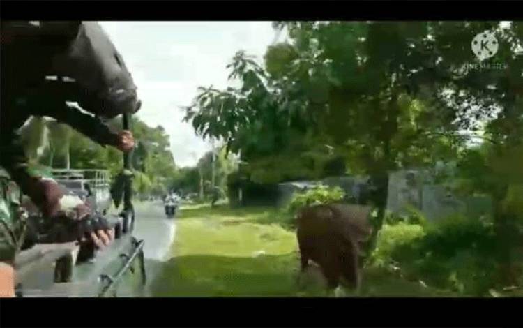 Video Penangkap Sapi Kurban Lepas di Yos Sudarso Palangka Raya