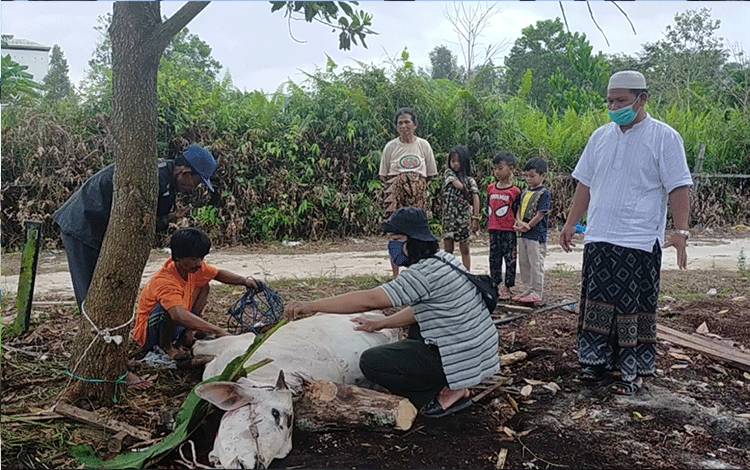 Pemotongan Sapi Kurban Bantuan H Abdul Rasyid AS di Sampit