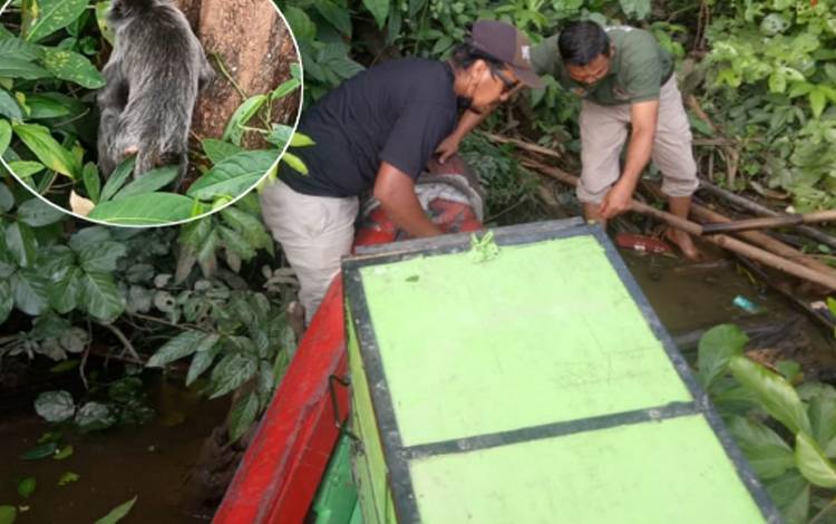 BKSDA Lepasliarkan Lutung ke Hutan Mentaya Seberang