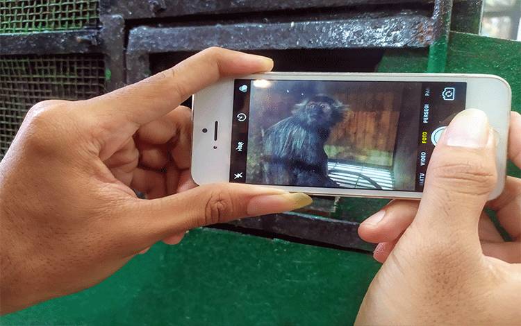 Lutung Masuk Kota masih Jadi Pertanyaan