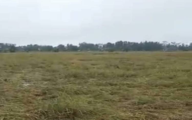 Akibat Angin Puting Beliung, Hampir 50 Persen Padi di Food Estate Rusak