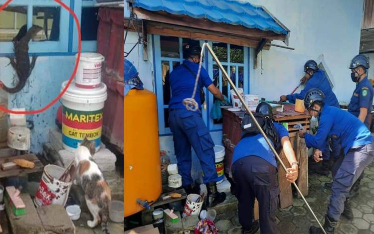Ngeri, Biawak Manjat Dinding Rumah