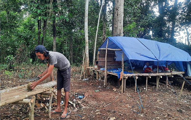 Tradisi 'Menyandau' Durian di Kotawaringin Barat di Tengah Pandemi Covid-19