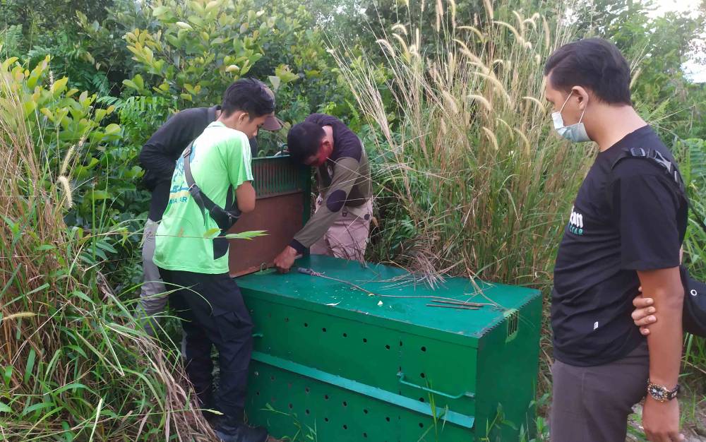 Perangkap Beruang di Jalan Lingkar Kota Belum Bisa Dipindahkan, ini Penjelasan BKSDA