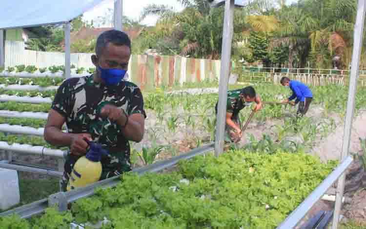 Demplot Hortikultura Kodim Palangka Raya Tumbuh Subur