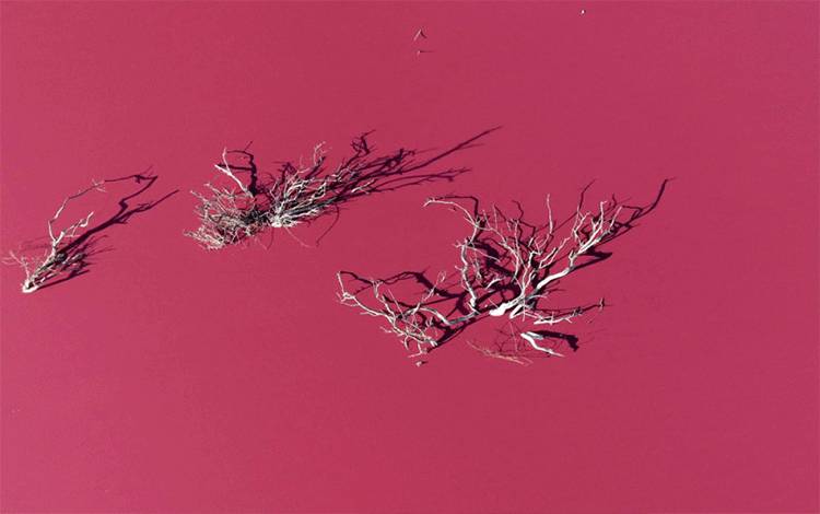 Pakar: Danau di Argentina Berubah Warna Jadi Pink
