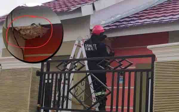 Tawon Mematikan 'Huni' Rumah Warga di Sampit, Petugas Sigap Evakuasi