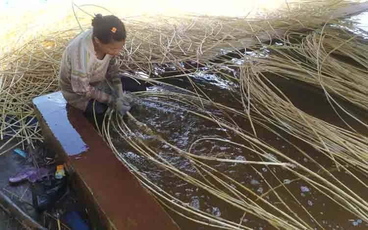 Harga Rotan Masih Menguntungkan Petani di Kotim