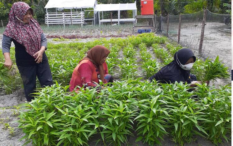 Puluhan Kelompok?Wanita Tani di Kobar Kembangkan Program P2L