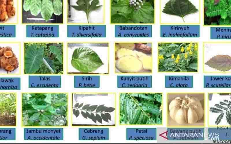 BPPT Kembangkan Kawasan Riset Tanaman Obat
