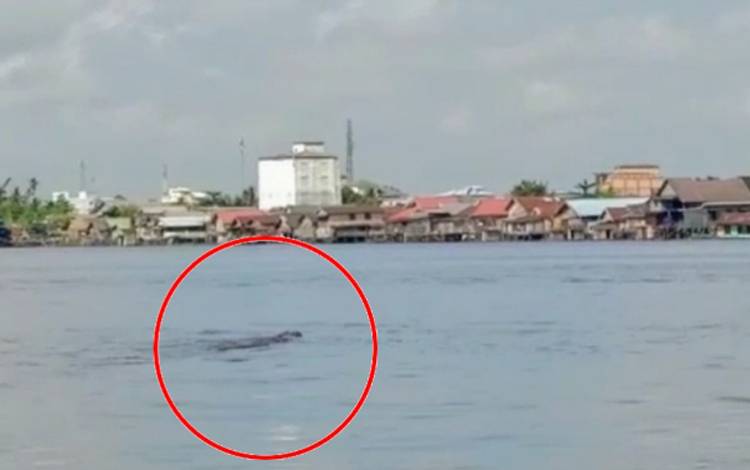 Buaya Muncul Lagi di Sungai Mentaya Seberang PPM Sampit