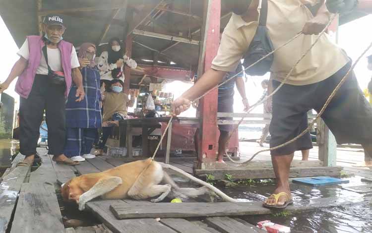 Warga Selamatkan Bekantan Hanyut di Sungai Mentaya