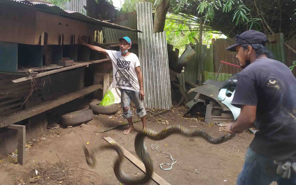 Ular Penyerang Unggas Diserahkan ke Pecinta Satwa Liar Sampit