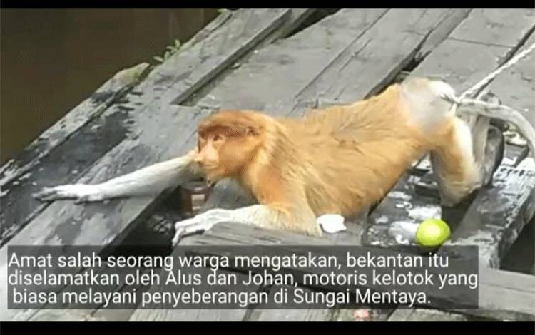 Video Pengembalian Bekantan Hanyut di Sungai Mentaya ke Habitat Aslinya