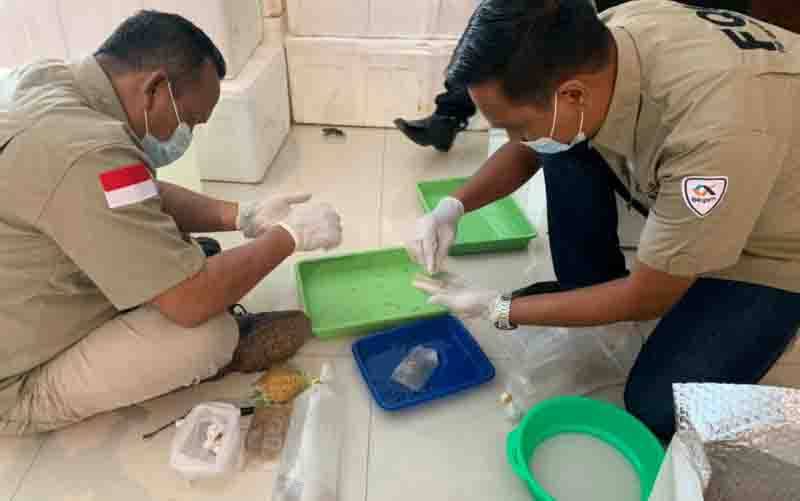 TNI AL Gagalkan Penyelundupan Benur Bernilai Miliaran Rupiah