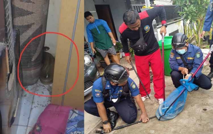 Ngeri, Pas Mau Bobok Siang, Warga Melihat Ada King Kobra di Dekat Kaki