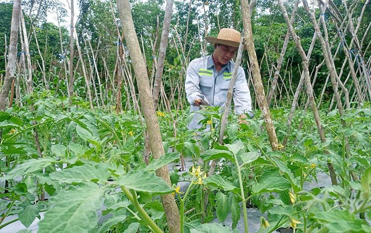 Omset Penjualan Petani Sayuran ini Meningkat Selama Pandemi karena Media Sosial