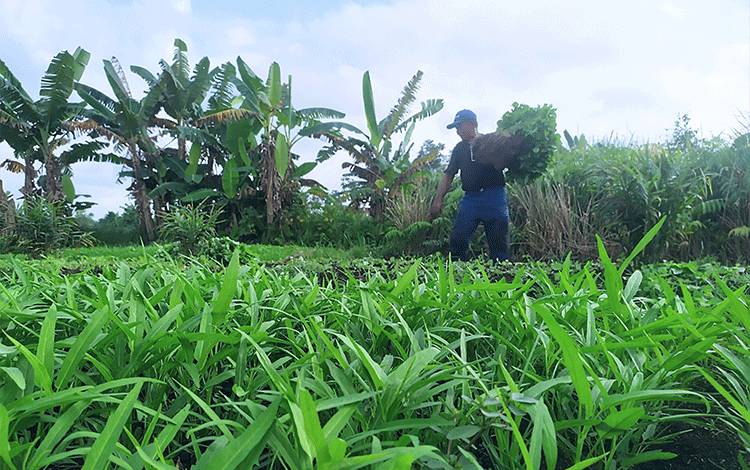 Sayur Murah, Pupuk Mahal, Petani di Sampit Tak Bergairah