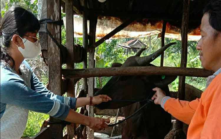 Distan Kapuas Berikan Pelayanan Kesehatan Hewan