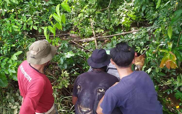 Ini Dugaan Sementara Bekantan Berupaya Meninggalkan Hutan Mentaya Seberang