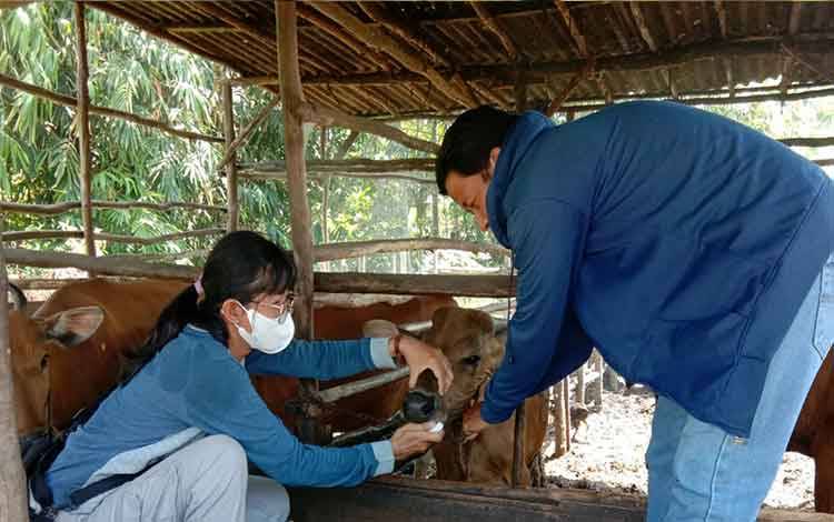 Begini Tips dari Kasi Keswan Distan Kapuas untuk Cegah Cacingan pada Sapi Ternak