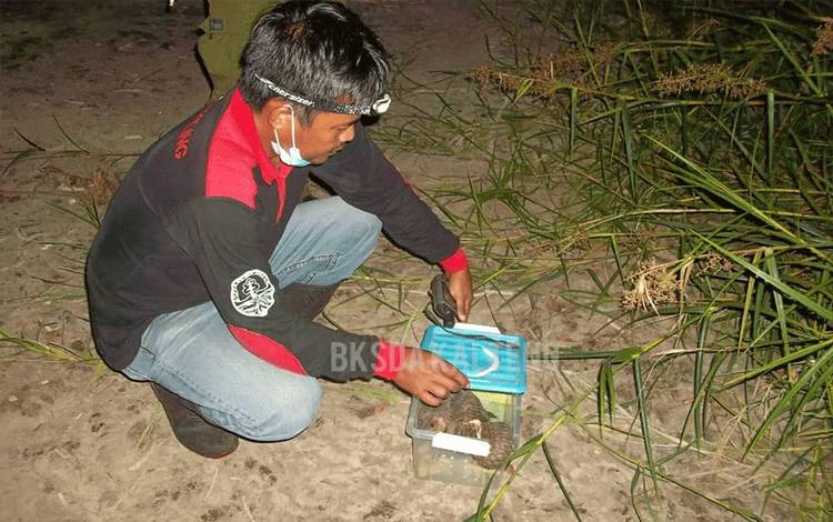 BKSDA Kalteng Lepaskan Trenggiling ke Habitatnya