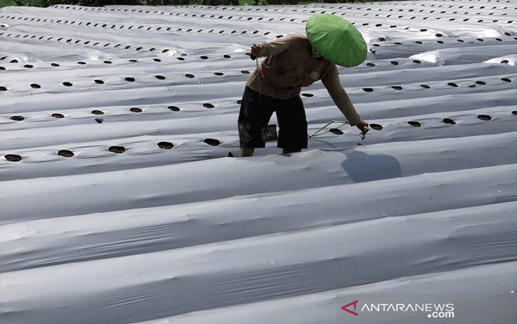 KUR BSI Solusi UMKM Bertahan di Tengah Pandemi