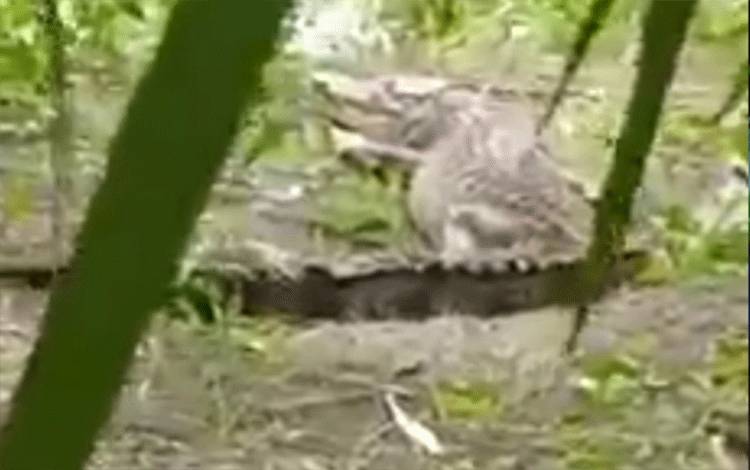 Heboh! Buaya Besar Berjemur di Tepi Sungai Sepihan