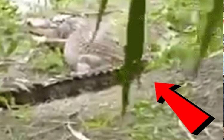 Kemunculan Buaya di Sungai Sepihan Bukan Pertama Kali Ini Terjadi