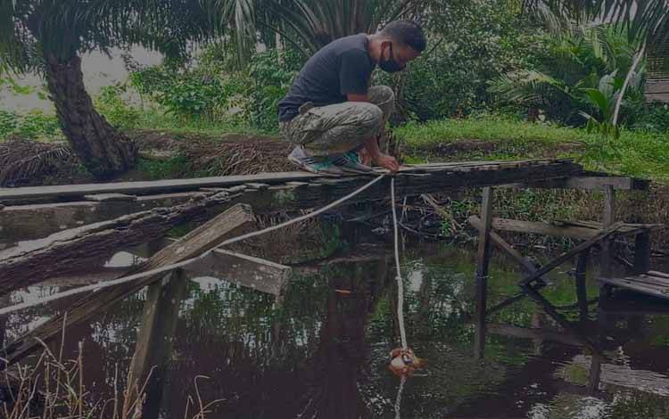 Fakta-Fakta di Sungai Sapihan yang Mengundang Kedatangan Buaya Muara