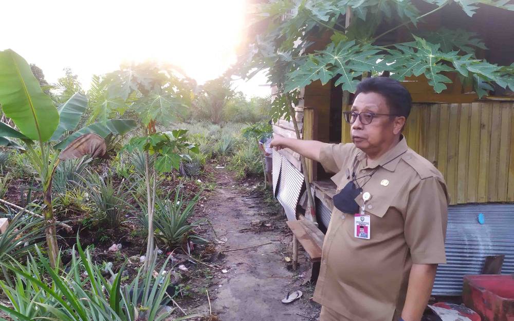 Beruang Porak-porandakan Kebun Milik Kepala Dinas di Kotim