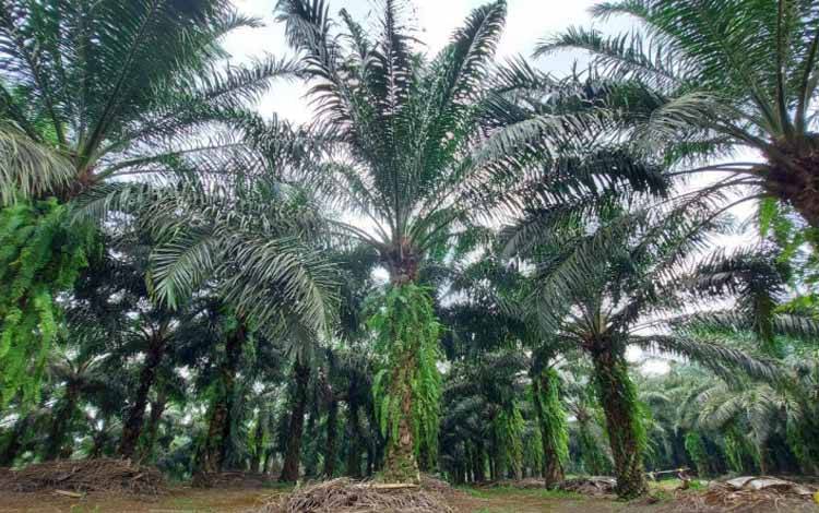 Pemerintah Serius Tangani Industri Sawit agar Berkelanjutan
