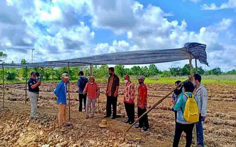 Pemkab Barsel Terima Bantuan 51.125 Kilogram Bibit Padi Unggul