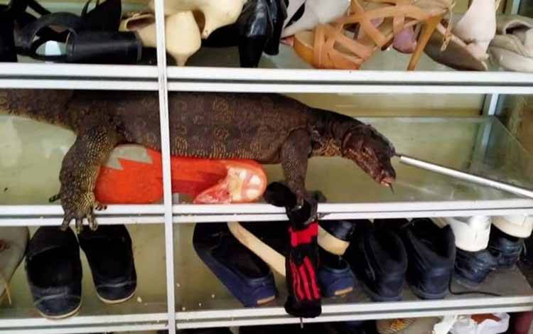 Ih Ngeri! Warga Sampit Temukan Biawak Sembunyi di Rak Sepatu