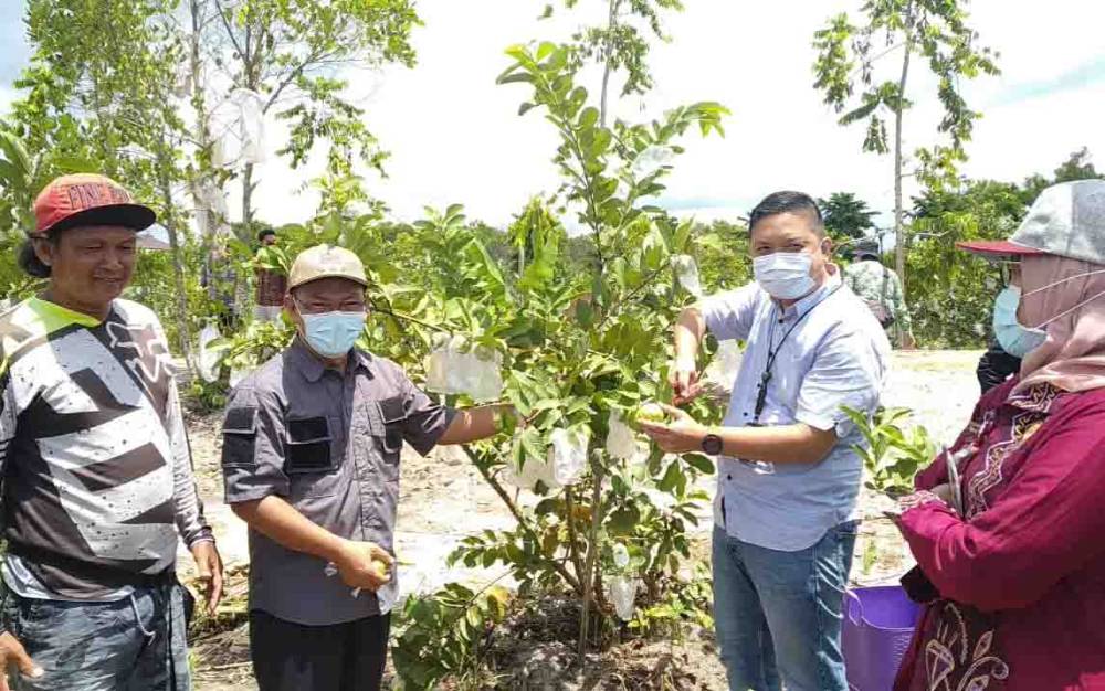 Panen Buah Bersama, Sekda Palangka Raya: Pemko Dukung Usaha Perkebunan