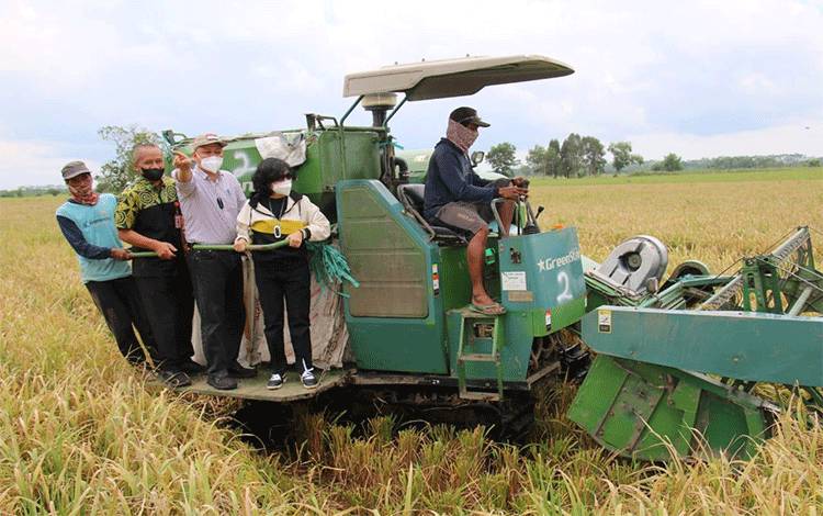 Panen Padi di Food Estate, ini Janji Bupati Pulang Pisau Kepada Petani