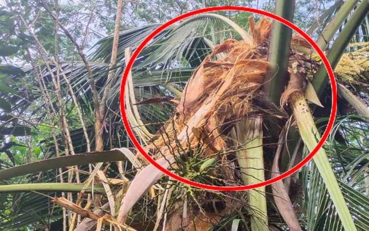 Pohon Kelapa Milik Warga di Jalan Lingkar Selatan Sampit Ditemukan Acak-acakan