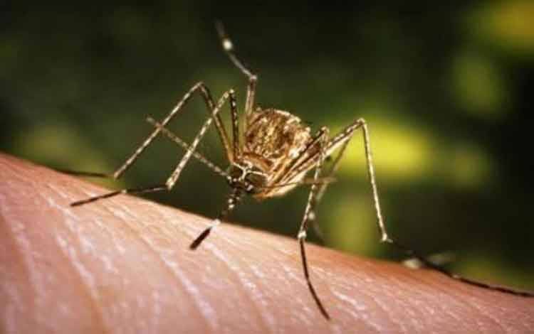 Dinkes Pulpis Ajak Masyarakat Lakukan Gerakan 3M Cegah DBD