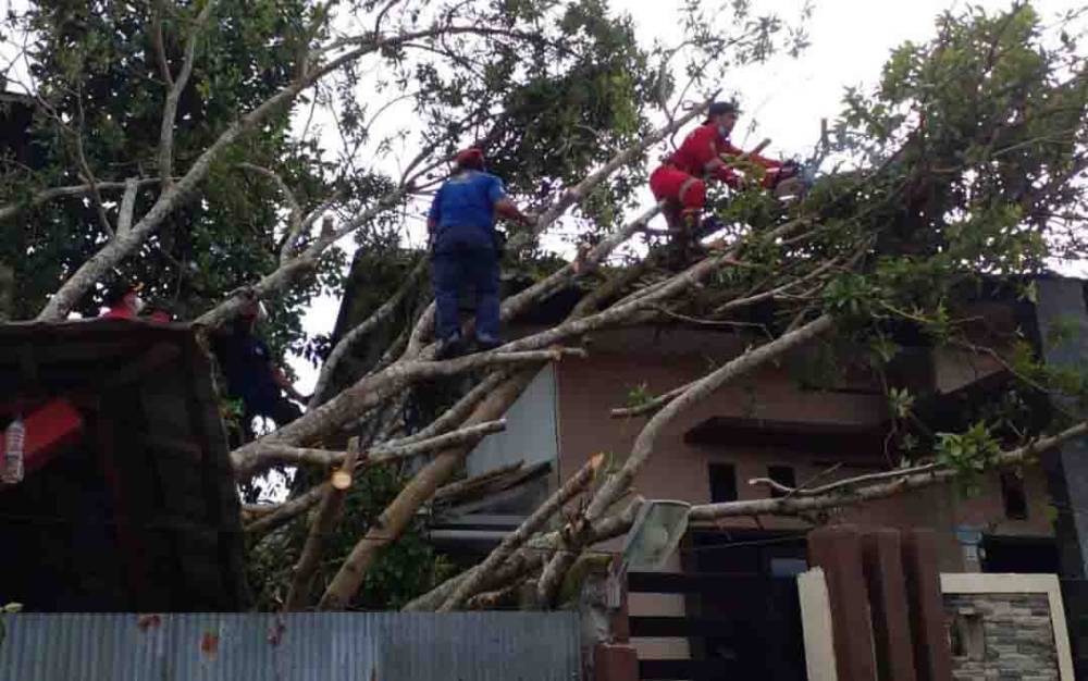 Pohon Tumbang Timpa Rumah Warga di Kelurahan Madurejo
