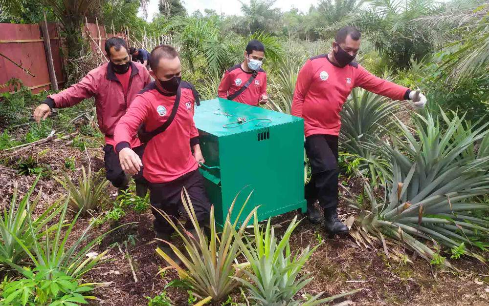 BKSDA Pindahkan Perangkap Beruang di Jalan Lingkar Kota, ini Alasannya