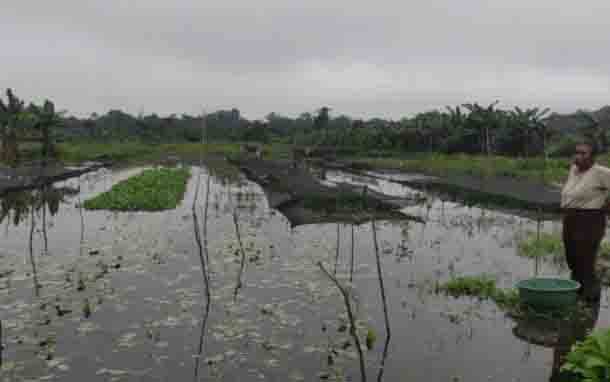 Puluhan Hektare Lahan Pertanian di Kobar Terdampak Banjir