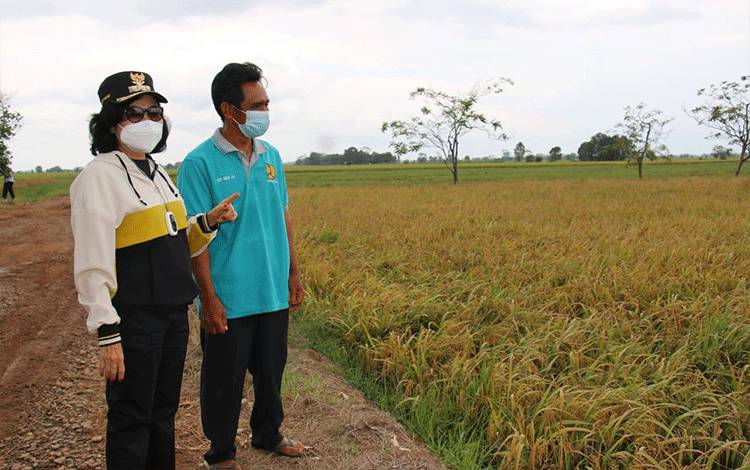 Pemkab Pulang Pisau Sosialisasi Rekomendasi Perlindungan LP2B